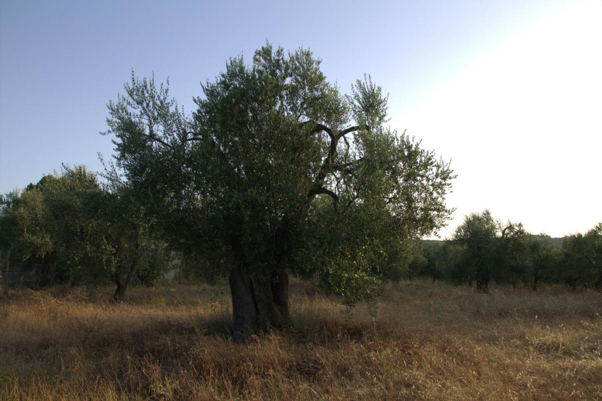 Borgo Rosoli Vieste Dış mekan fotoğraf
