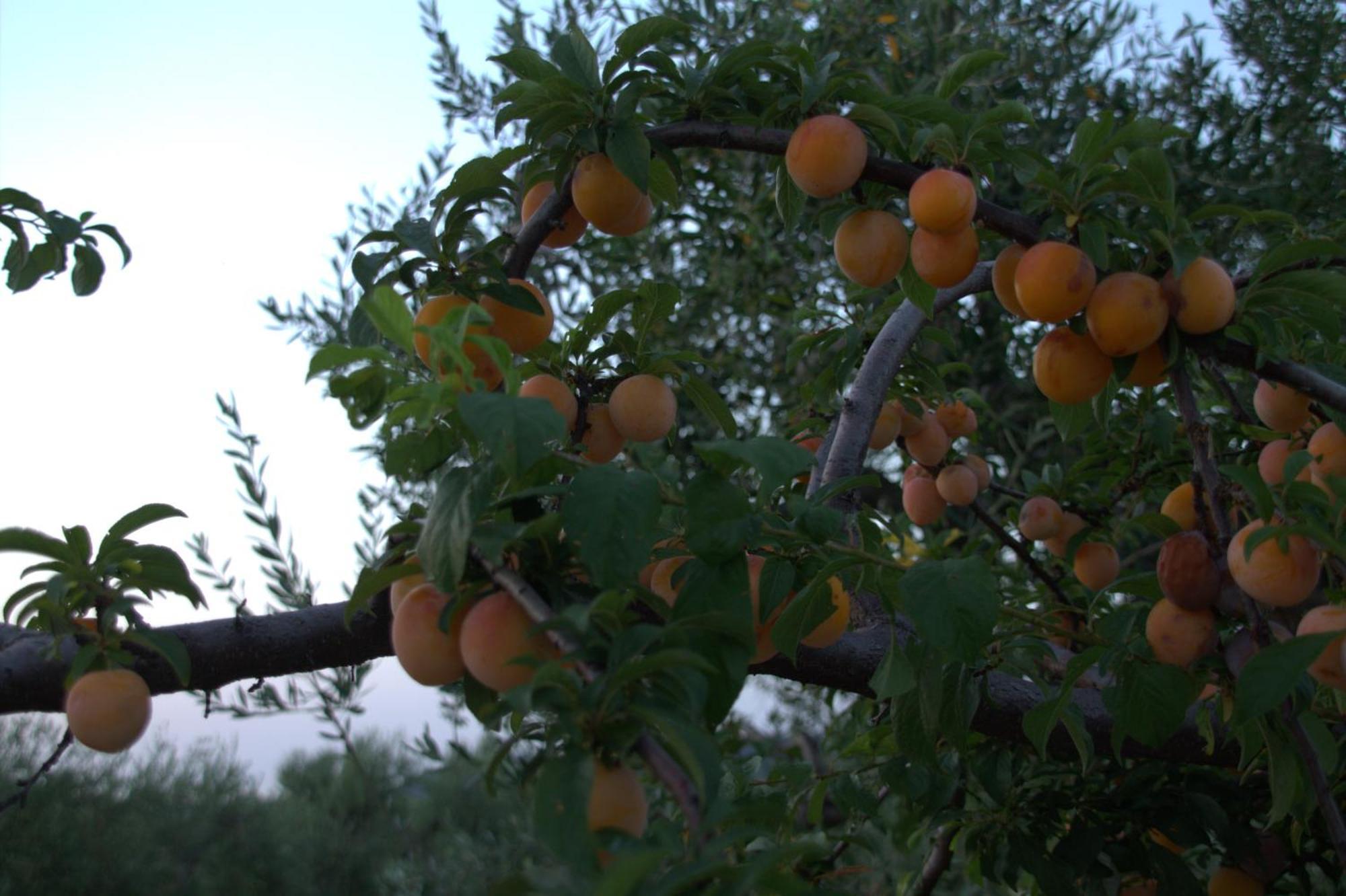 Borgo Rosoli Vieste Dış mekan fotoğraf