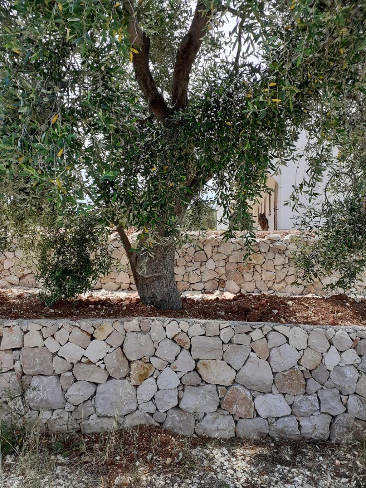 Borgo Rosoli Vieste Dış mekan fotoğraf